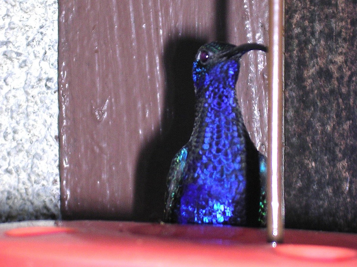 Violet Sabrewing - ML643045551