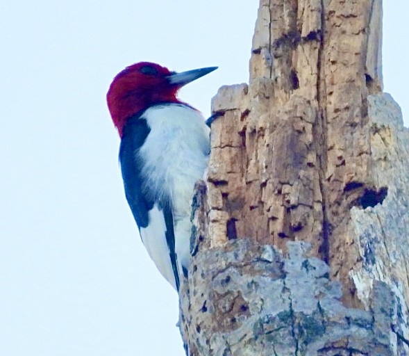 Red-headed Woodpecker - ML643045565
