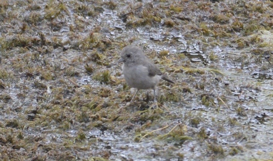 Oak Titmouse - ML643045577