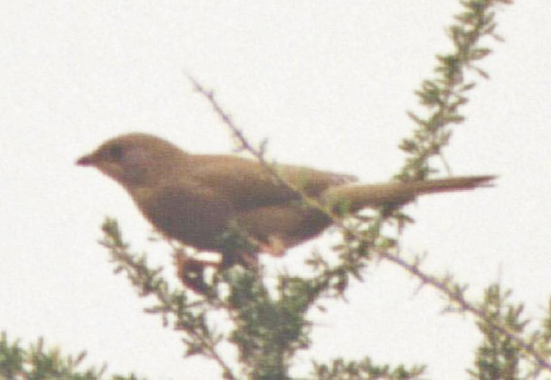 Hypocolius - ML643045578