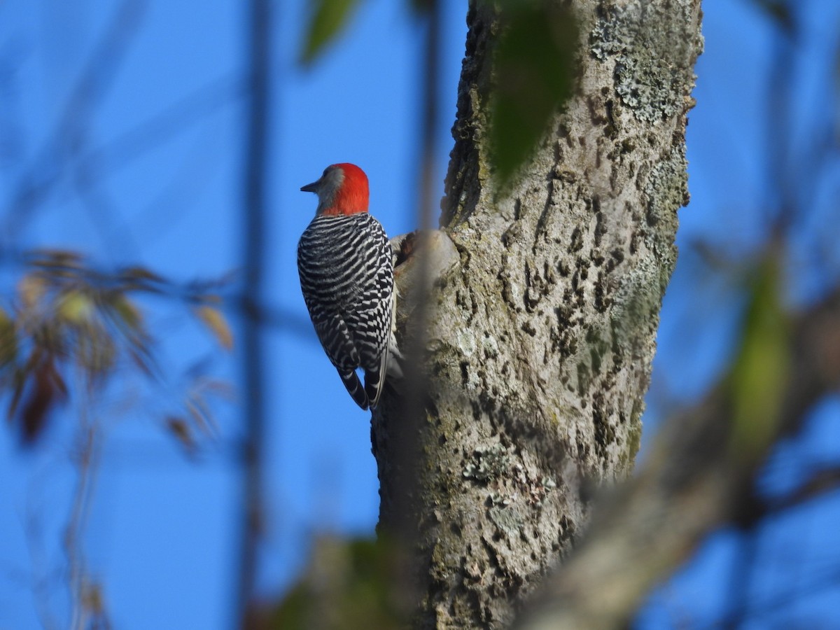Red-bellied Woodpecker - ML643045579
