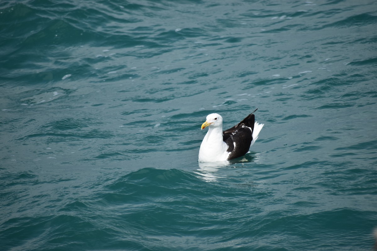 Kelp Gull - ML643045580