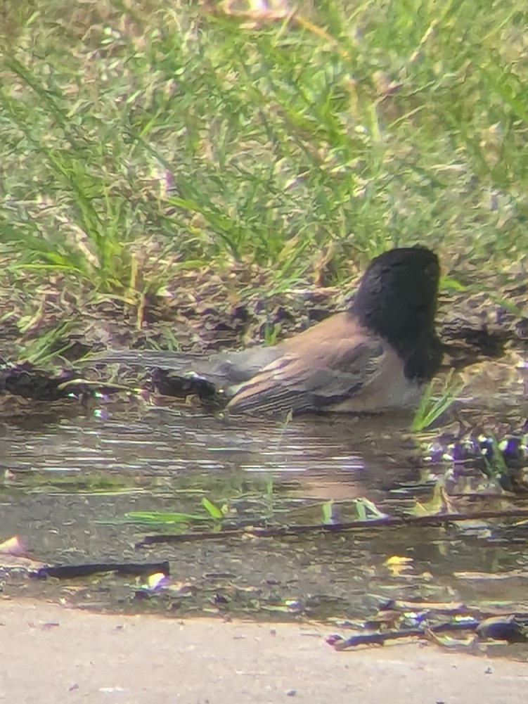Dark-eyed Junco - ML643045596