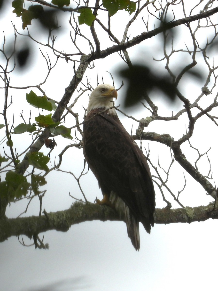Bald Eagle - ML643045602