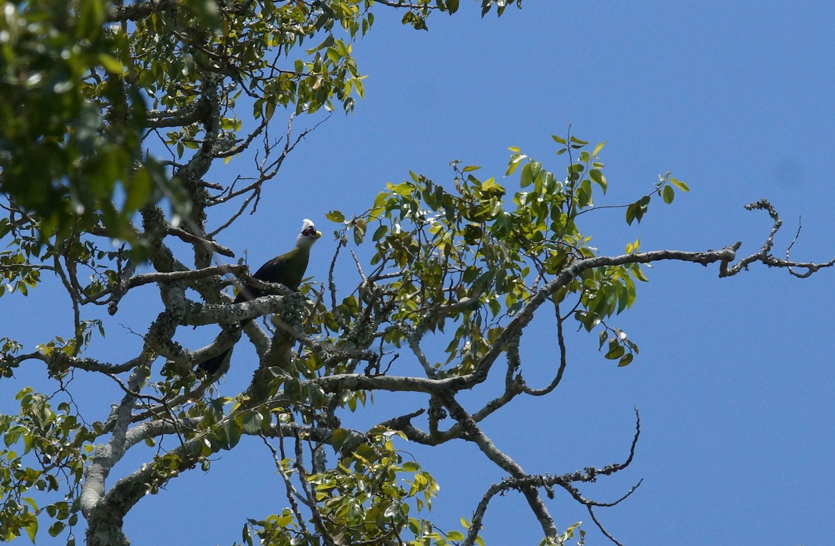 White-crested Turaco - ML643045613