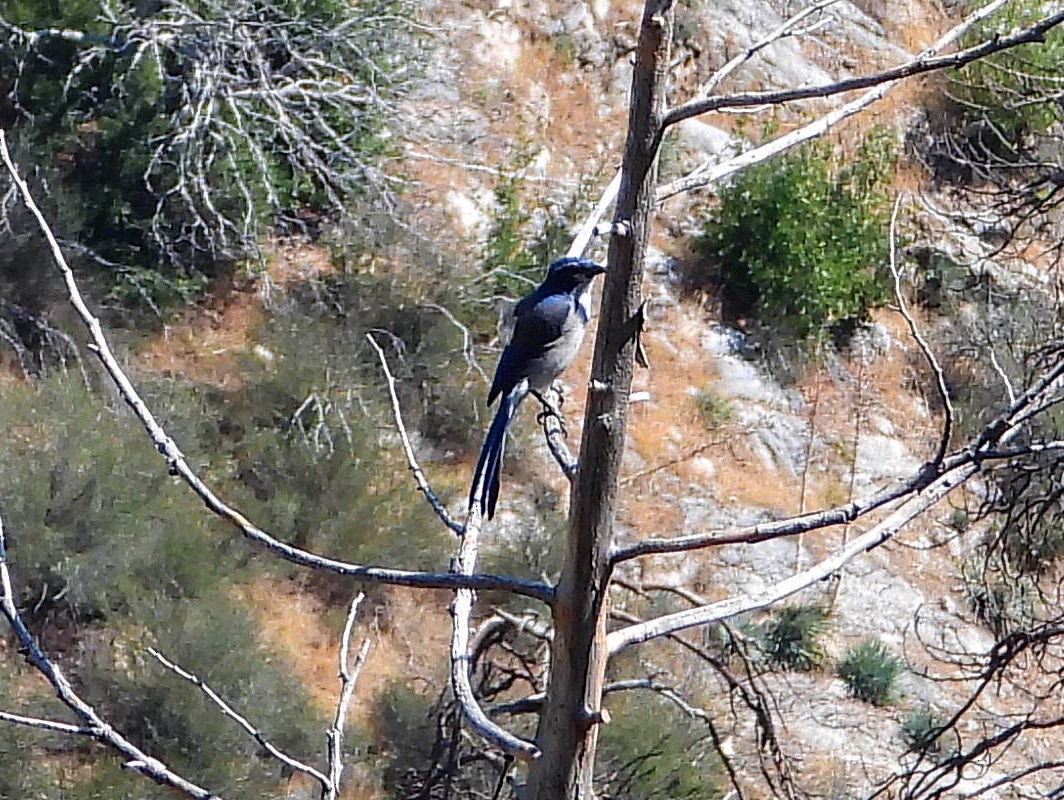 California Scrub-Jay - ML643045618