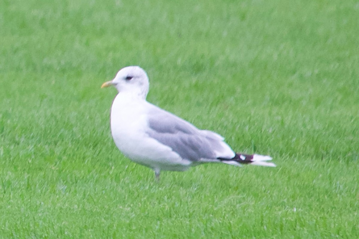 カモメ - ML643045619