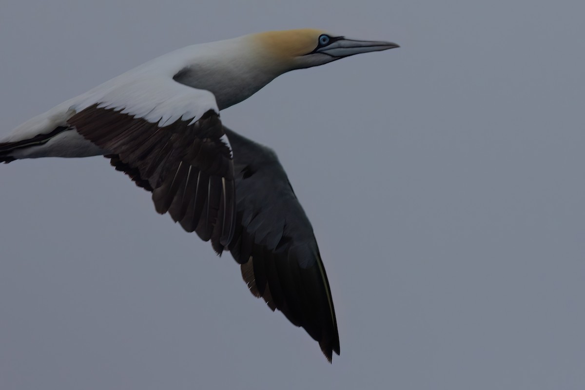 Cape Gannet - ML643045626