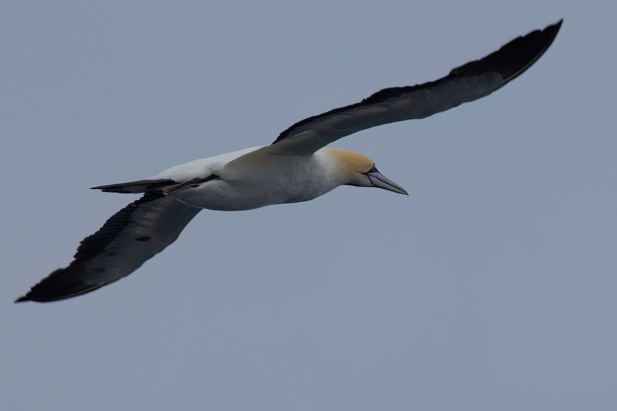 Cape Gannet - ML643045627