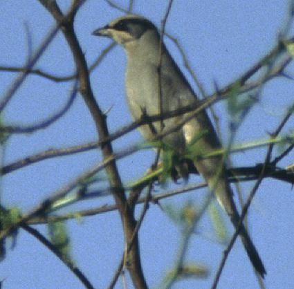 Hypocolius - ML643045646