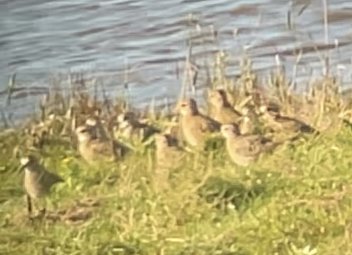 European Golden-Plover - ML643045672