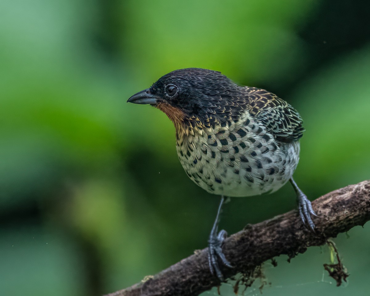 ノドアカフウキンチョウ - ML643045673