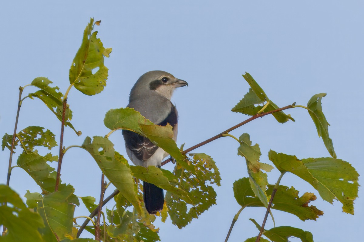 Antzandobi boreala - ML643045679