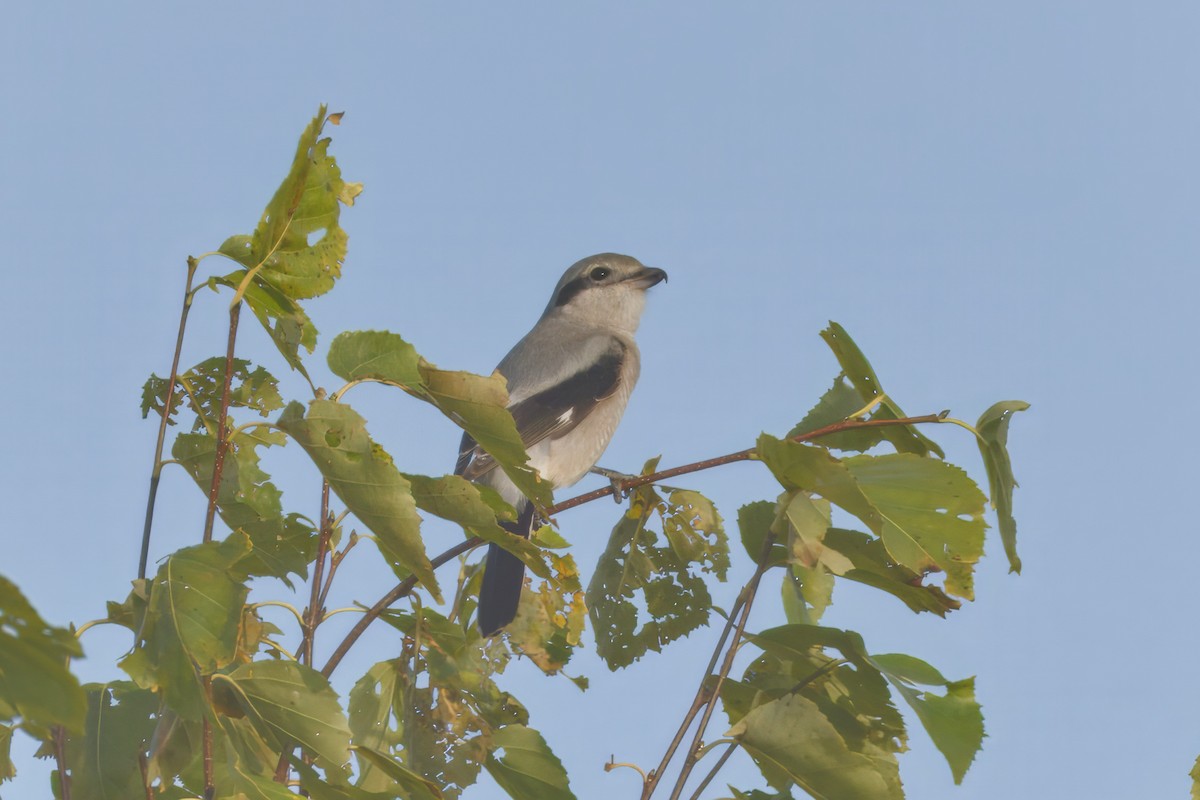 Antzandobi boreala - ML643045680