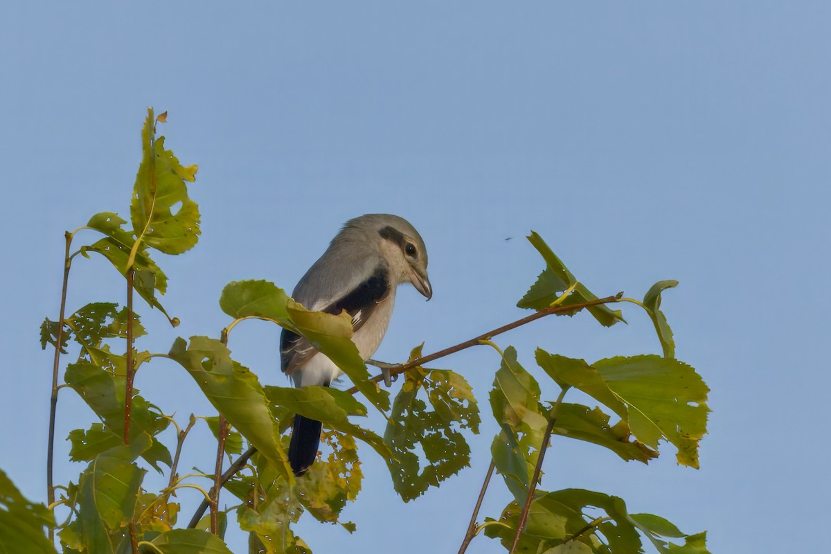 Antzandobi boreala - ML643045681