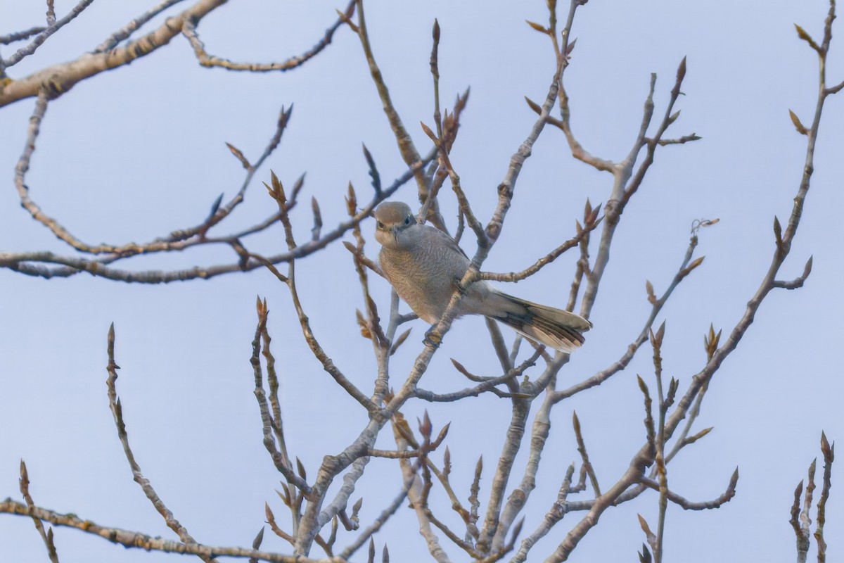 Antzandobi boreala - ML643045682