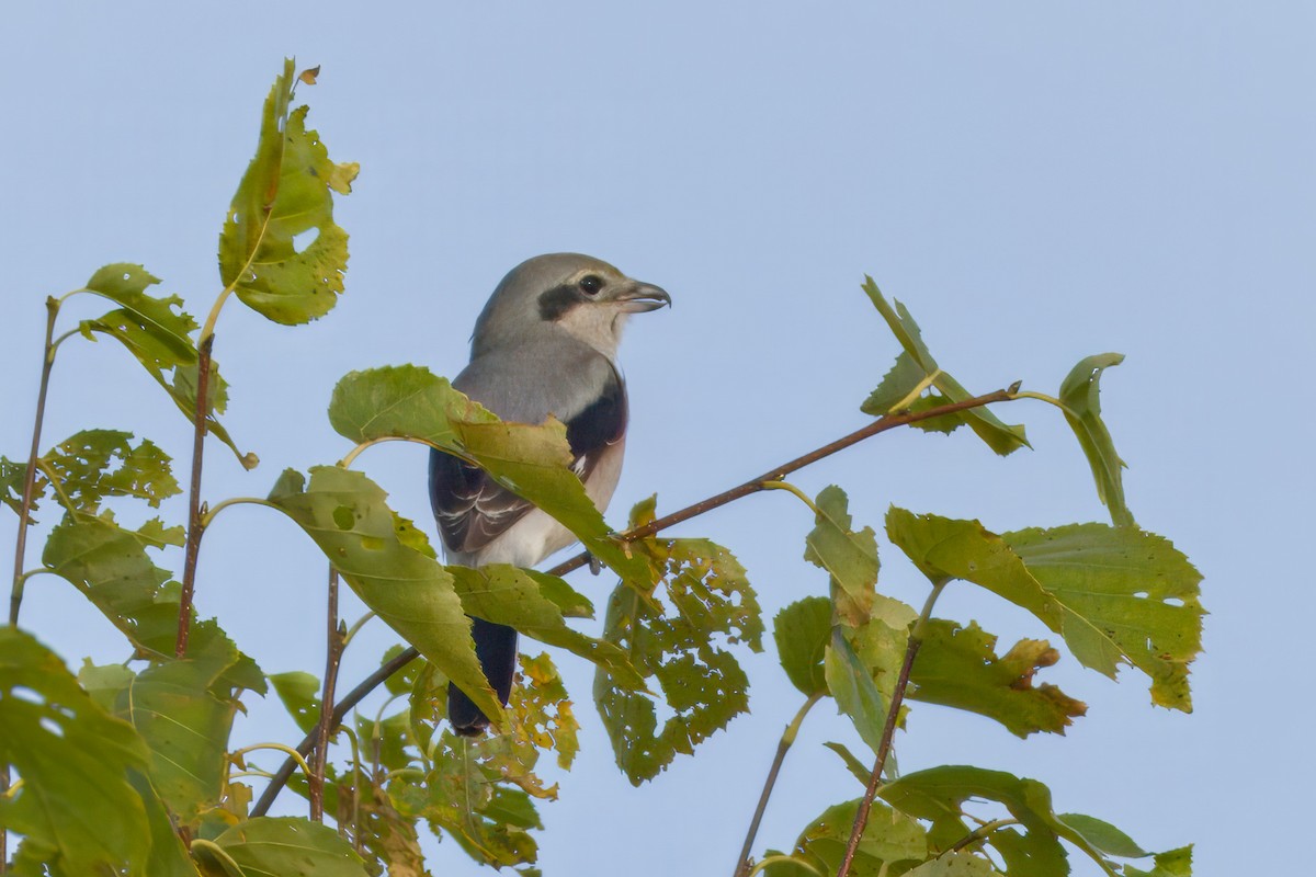Antzandobi boreala - ML643045683