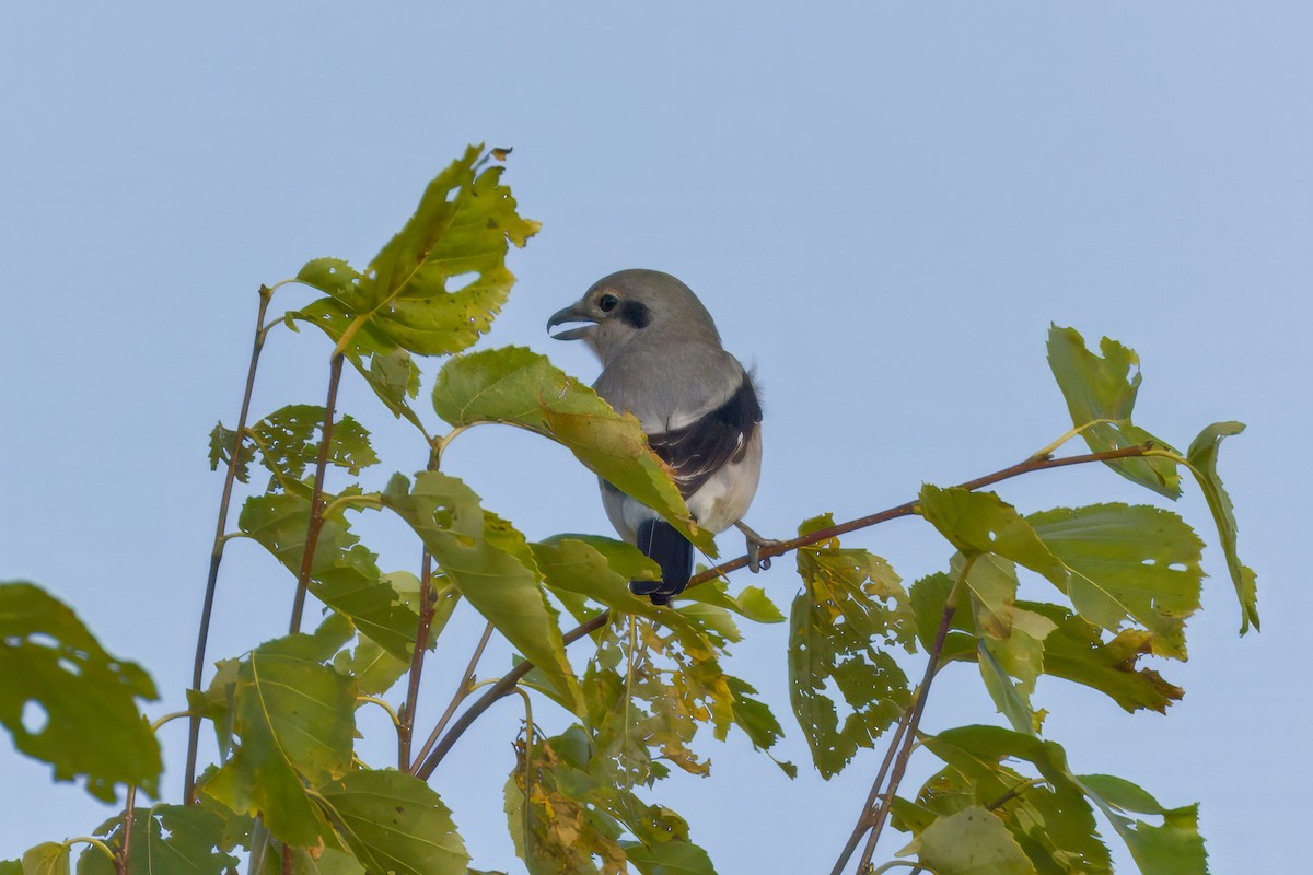 Antzandobi boreala - ML643045684