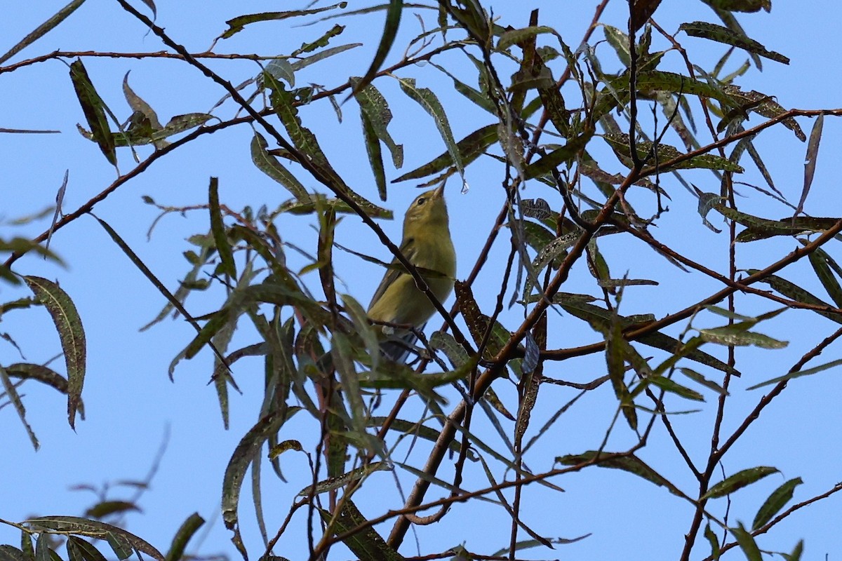 Tennessee Warbler - ML643045700