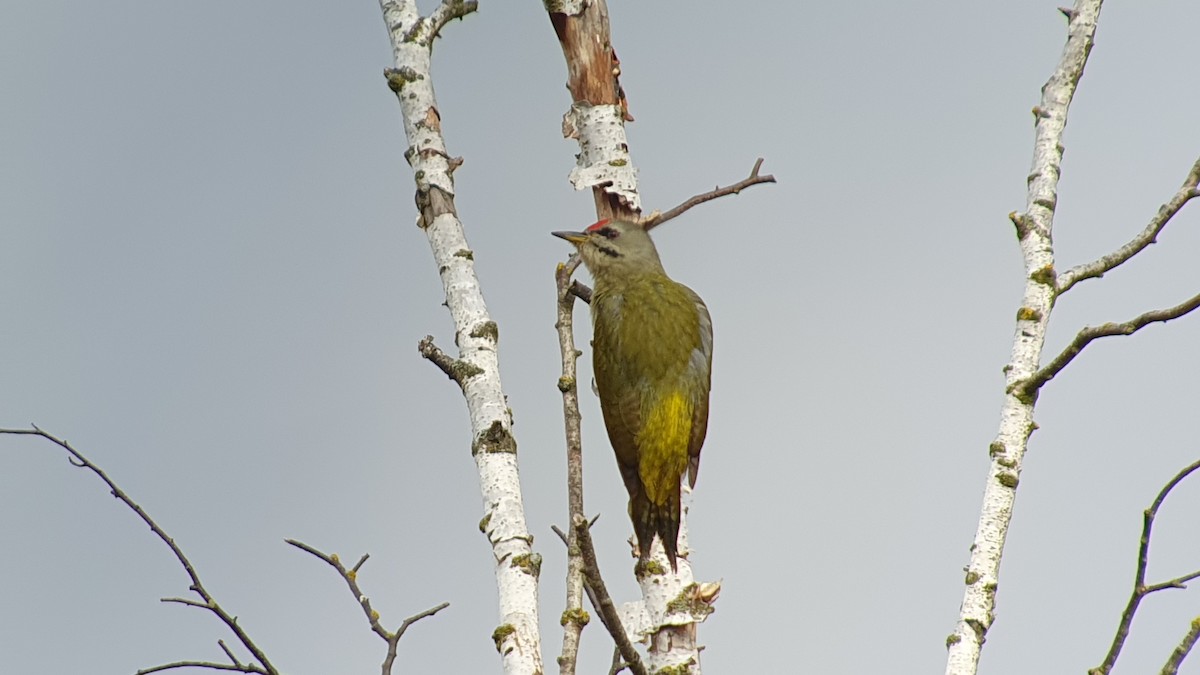 gråspett - ML643045721