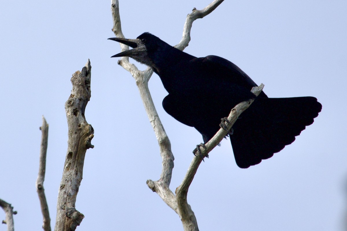 Rook - ML643045734