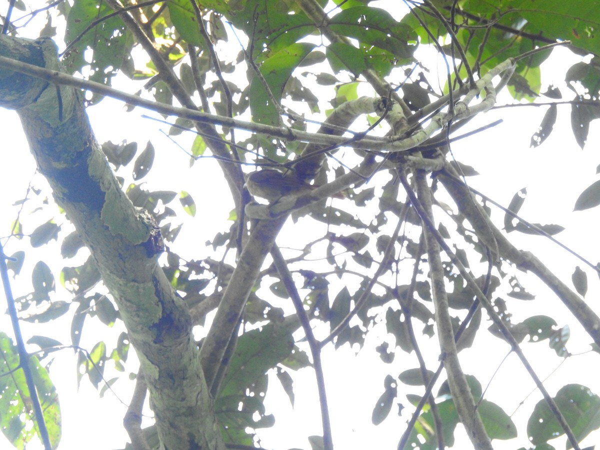 Para Foliage-gleaner - ML643045740