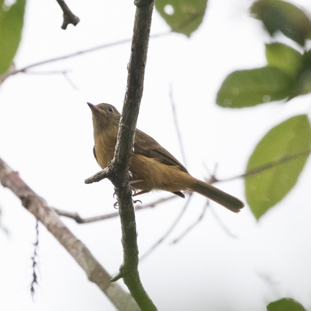 McConnell's Flycatcher - ML643045744