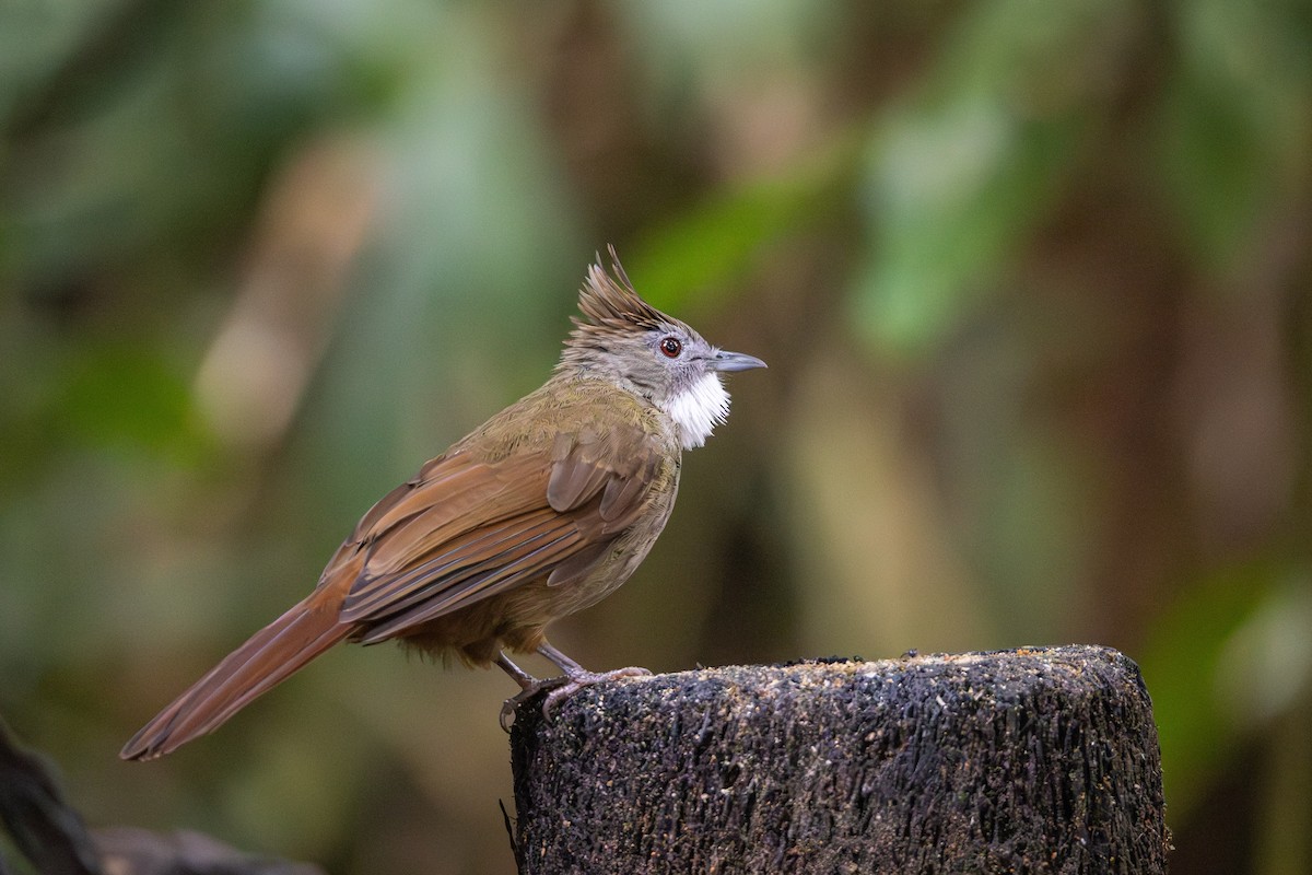 Penan Bulbul - ML643045745