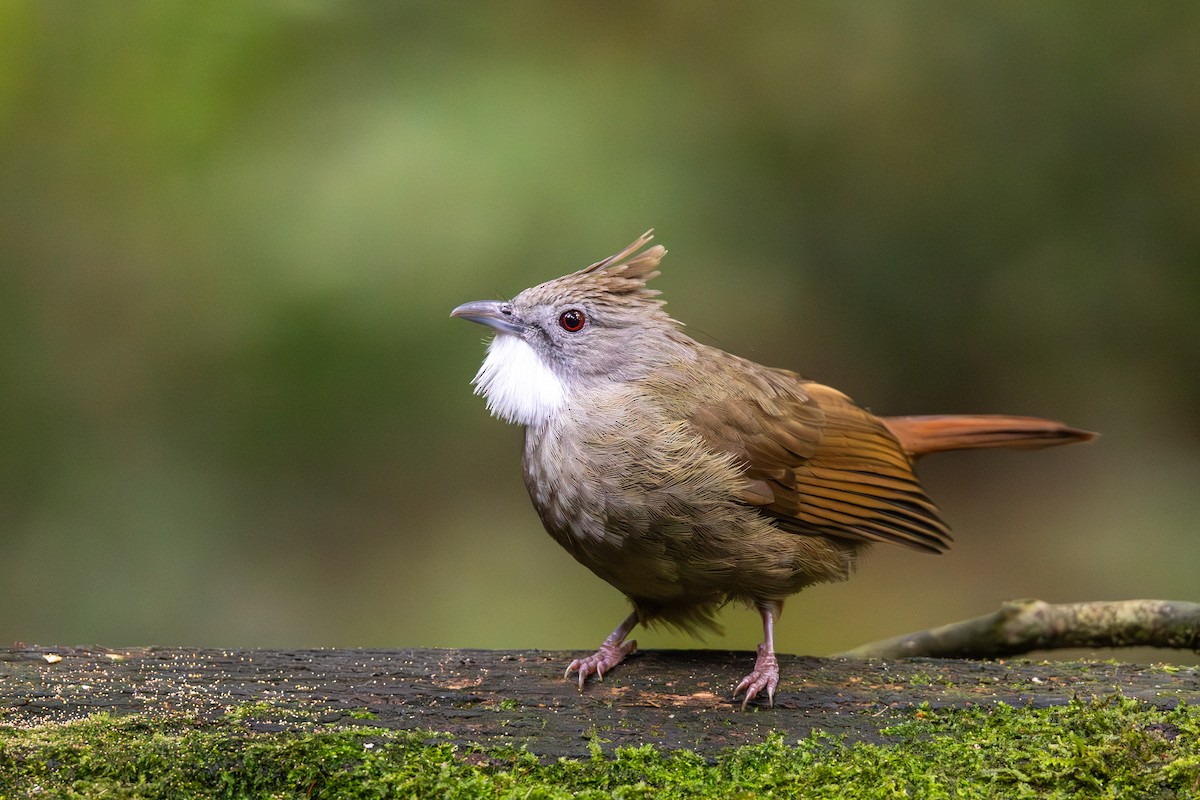 Penan Bulbul - ML643045746