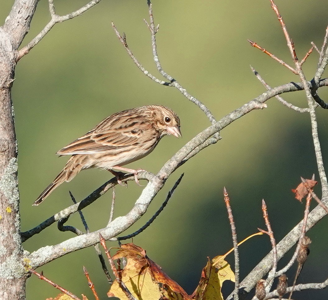 Vesper Sparrow - ML643045765