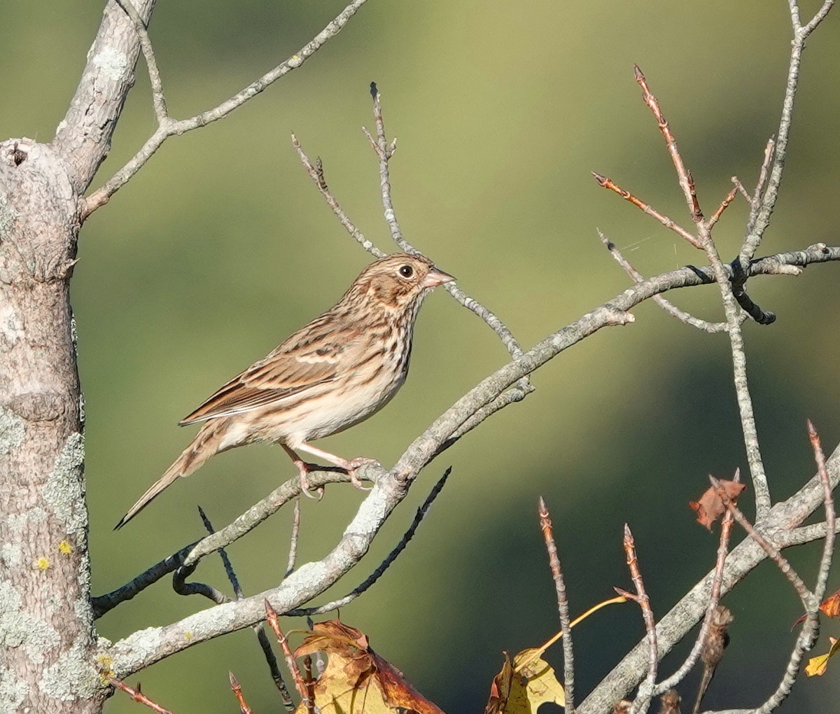 Vesper Sparrow - ML643045793