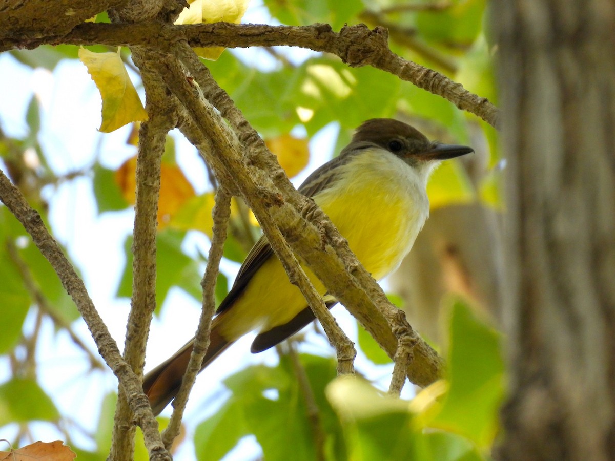 Brown-crested Flycatcher - ML643045806