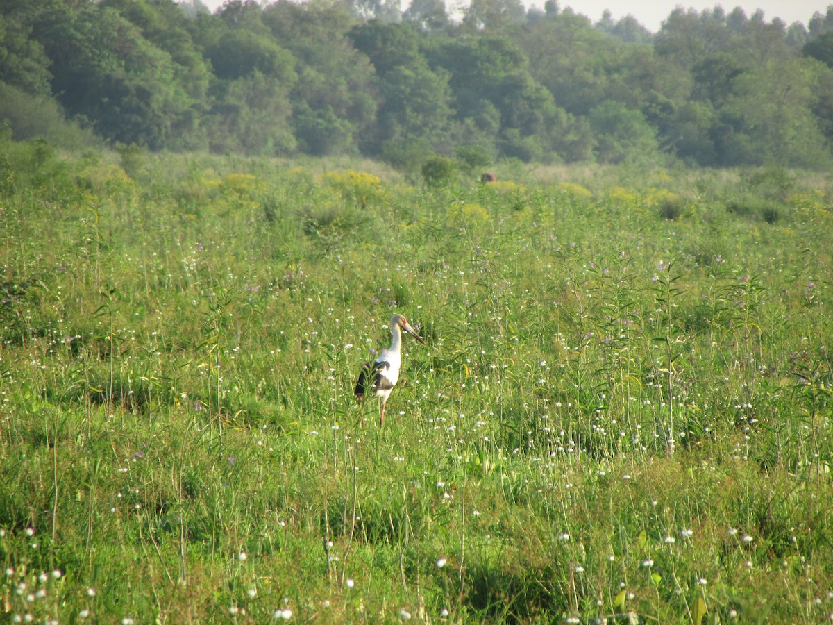 Maguari Stork - ML643045826