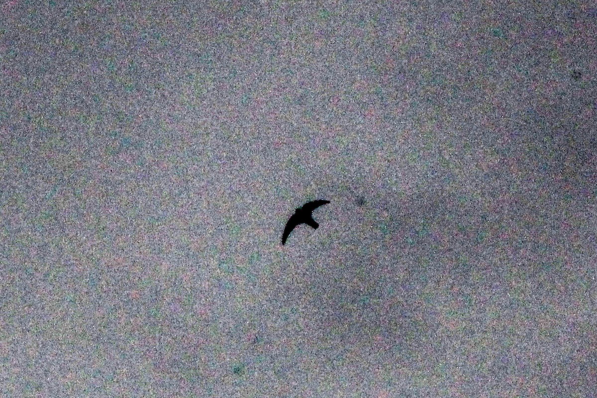 Short-tailed Swift - ML643045840