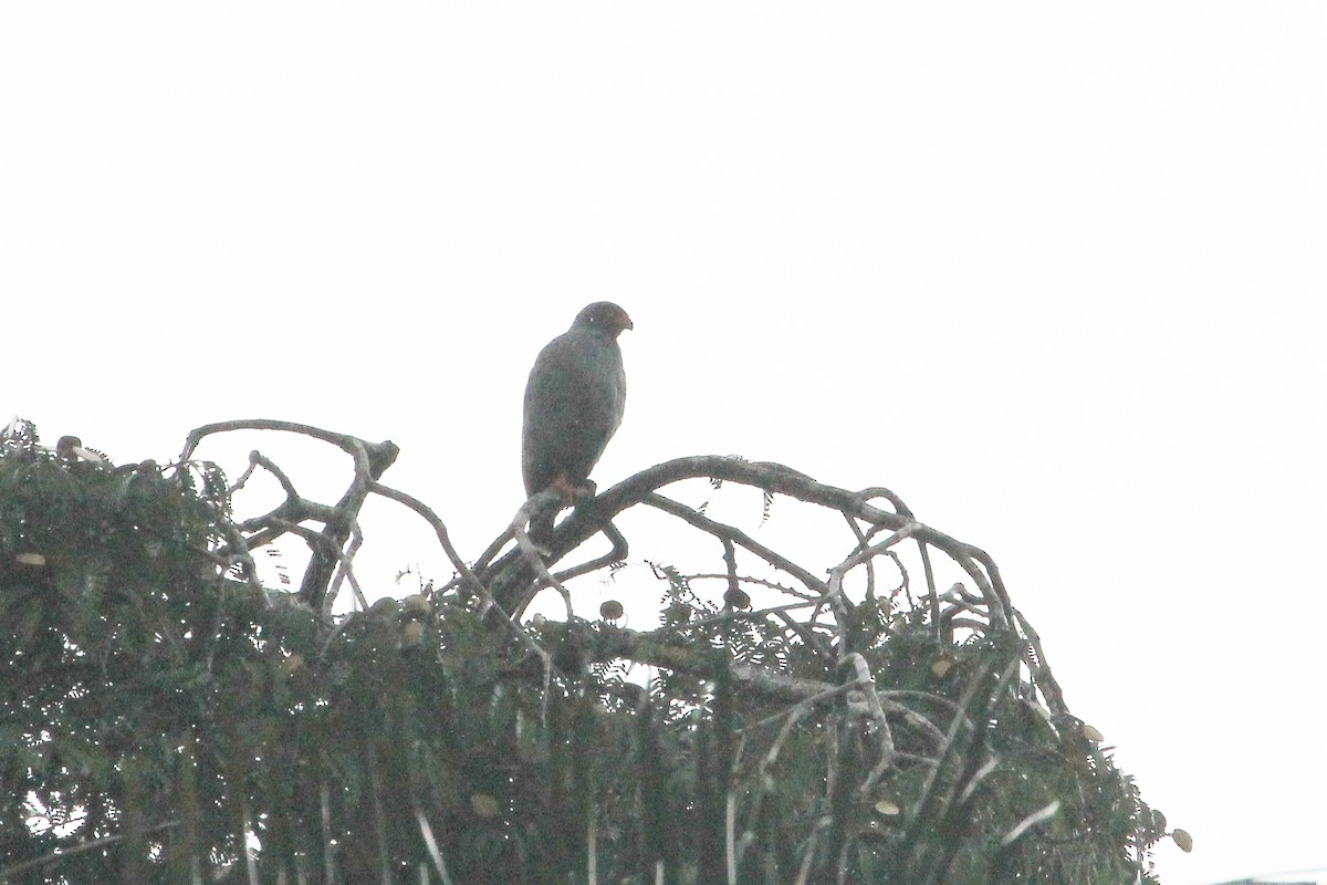 Buse ardoisée - ML643045859