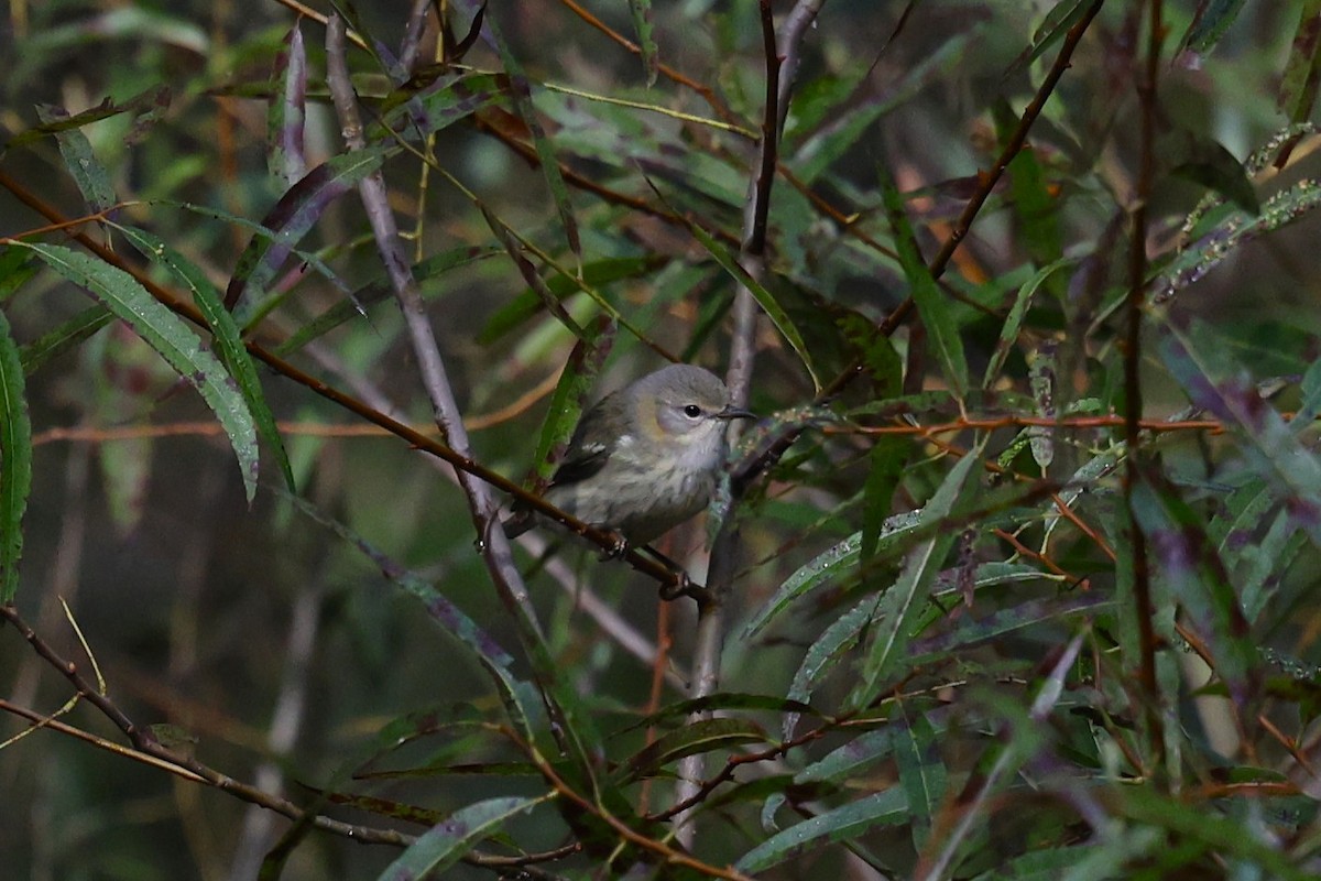 Cape May Warbler - ML643045871