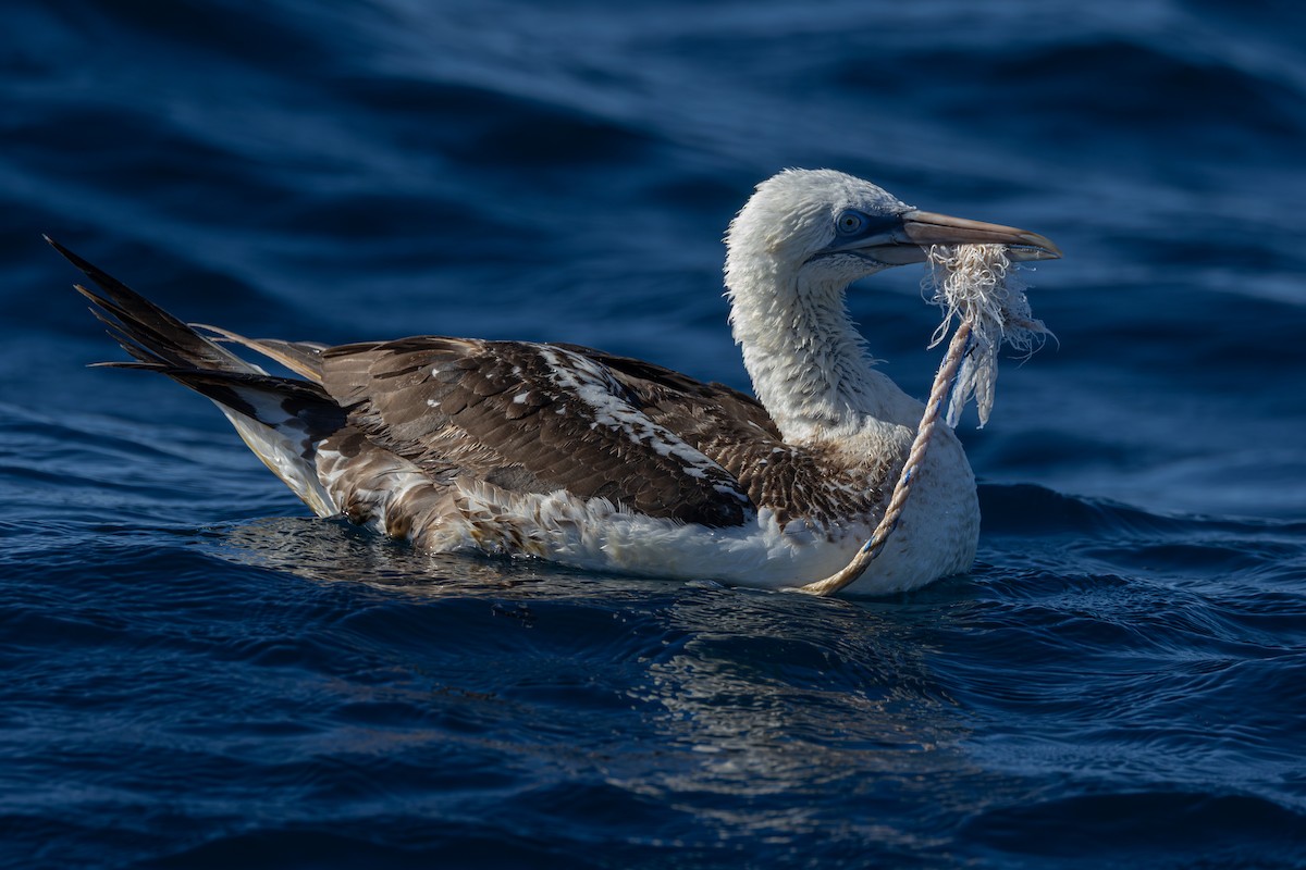 Northern Gannet - ML643045882