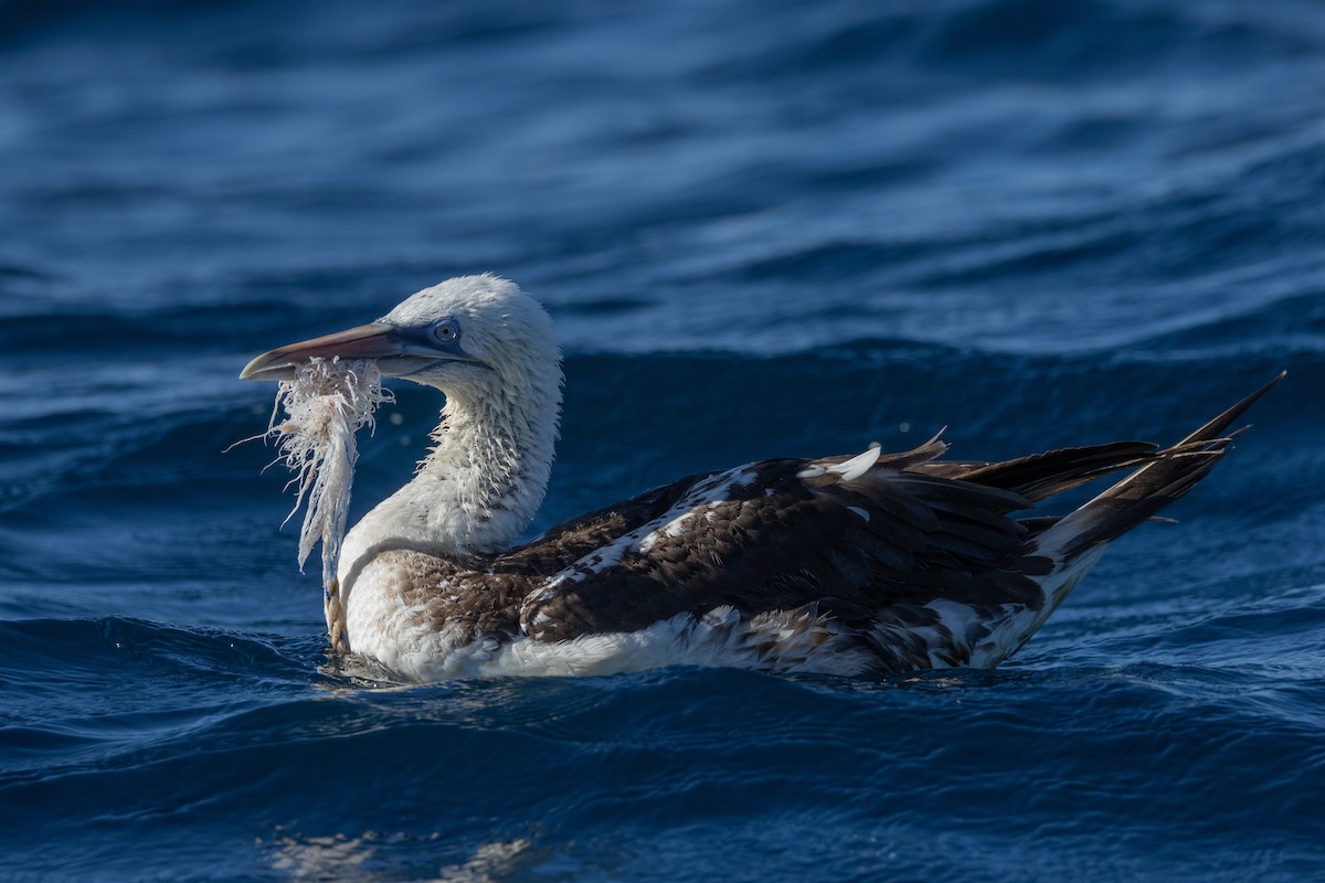 Northern Gannet - ML643045883