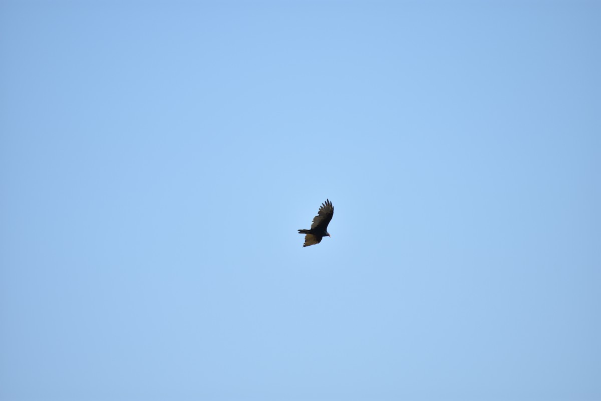 Turkey Vulture - ML643045890