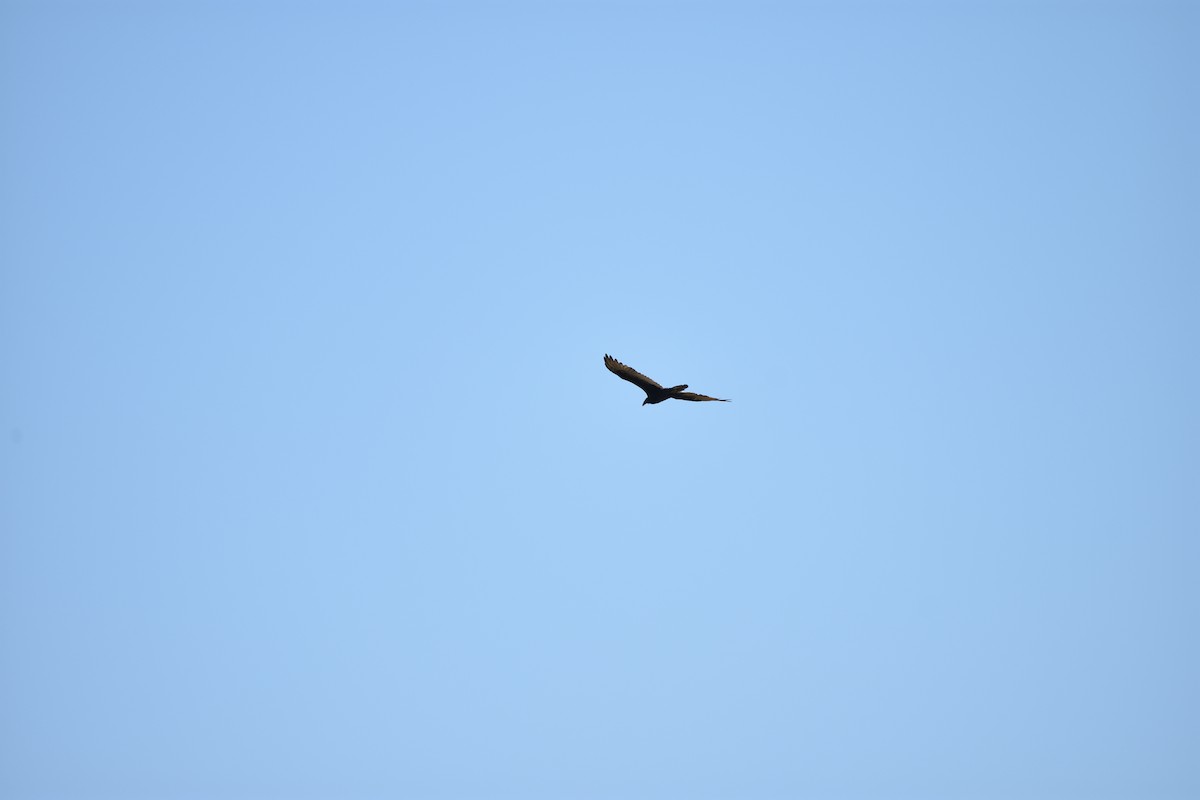 Turkey Vulture - ML643045891