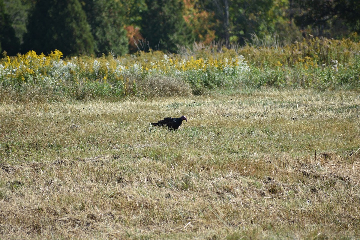 Turkey Vulture - ML643045894