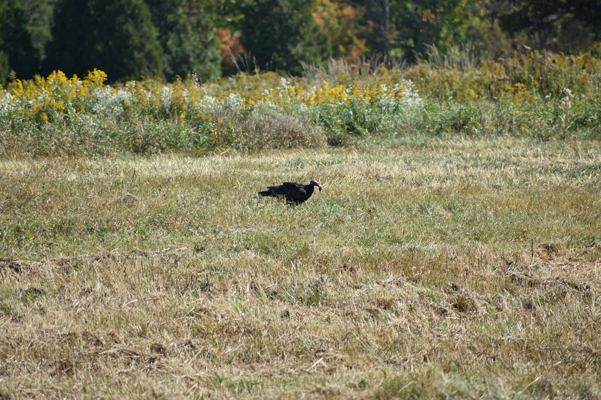 Turkey Vulture - ML643045895