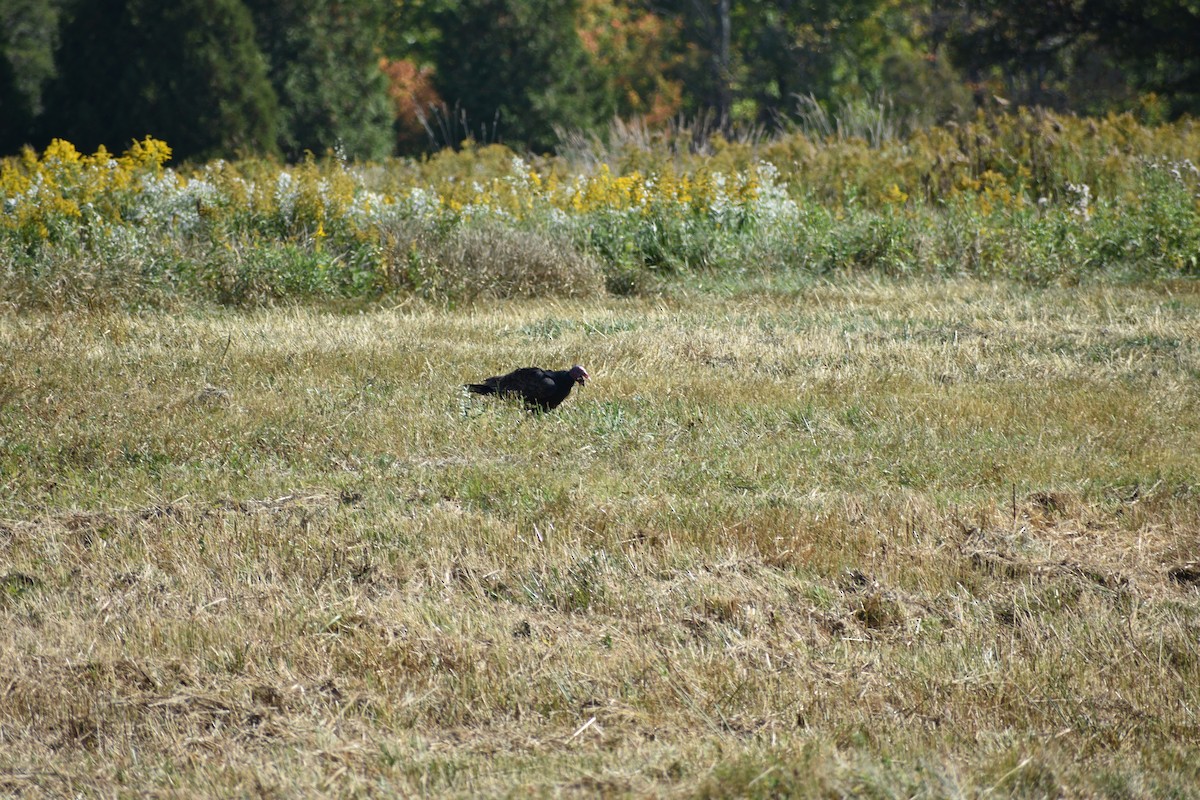 Turkey Vulture - ML643045897