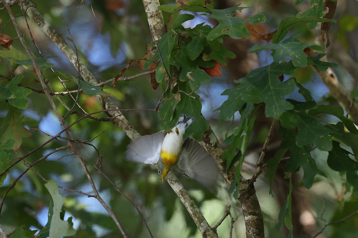 Northern Parula - ML643045906