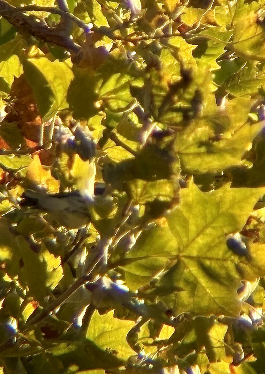 Black-throated Gray Warbler - ML643045909
