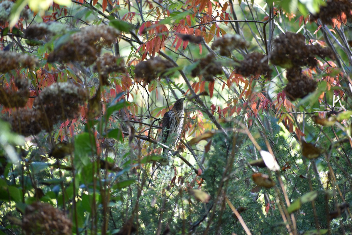 Sharp-shinned/Cooper's Hawk - ML643045923