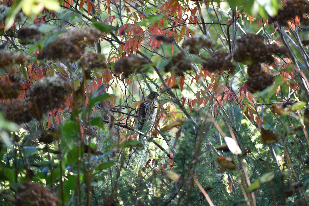 Sharp-shinned/Cooper's Hawk - ML643045924