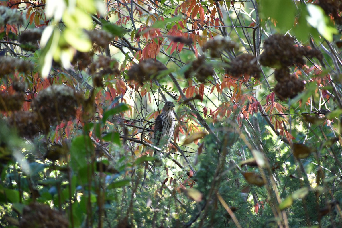 Sharp-shinned/Cooper's Hawk - ML643045925