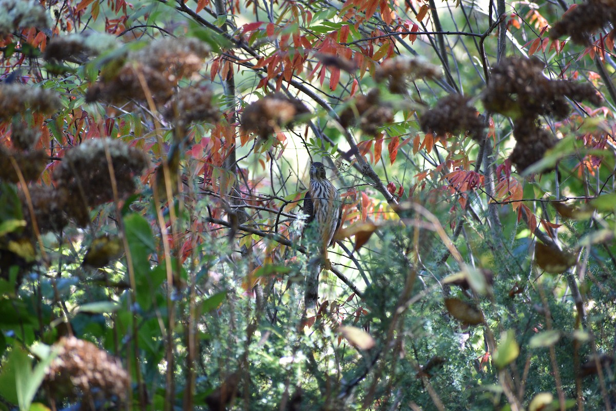 Sharp-shinned/Cooper's Hawk - ML643045926