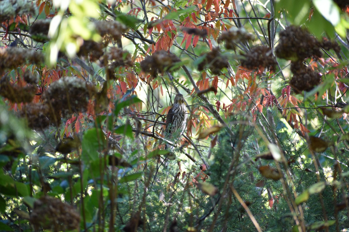 Sharp-shinned/Cooper's Hawk - ML643045927